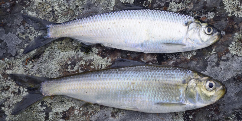 Blueback Herring