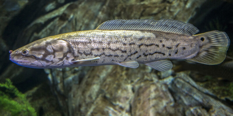 Bowfin Fish