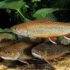 Rainbow Trout