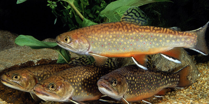 Brook Trout