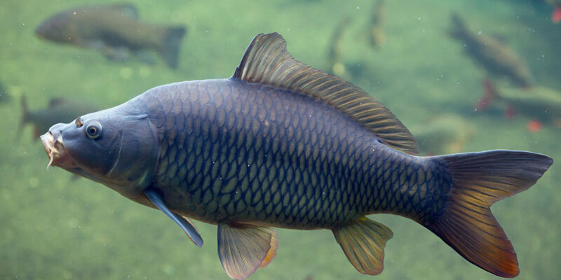Carp Fish