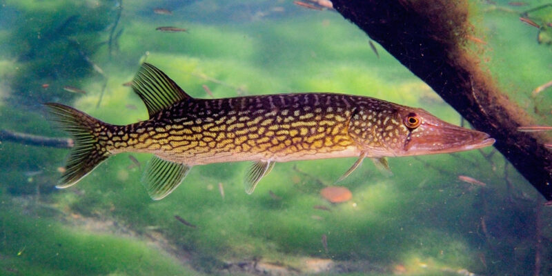 Chain Pickerel
