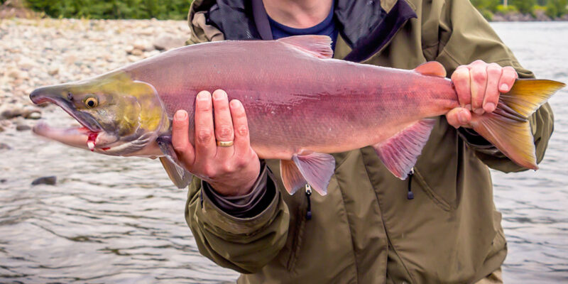 Chinook Salmon