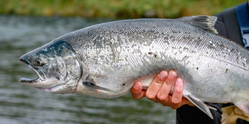 Coho Salmon