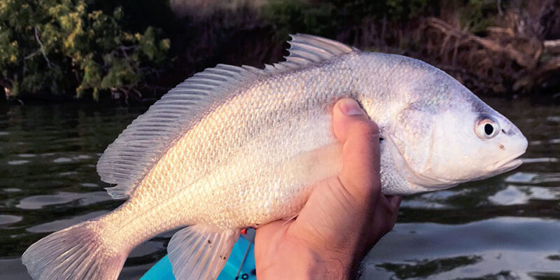 Freshwater Drum