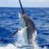 Swordfish Caught Off SD Breaks 20 Year California Fishing Record