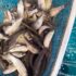 Texas Surf Anglers Land Half-Ton Hammerhead
