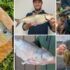 Record West Virginia blue catfish broken fourth year in a row