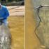 Angler Catches 200-Pound Snapping Turtle, Then Lands World Record Gar