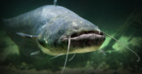 “Monster” catfish named Scar reeled in by amateur fisherman may break a U.K. record