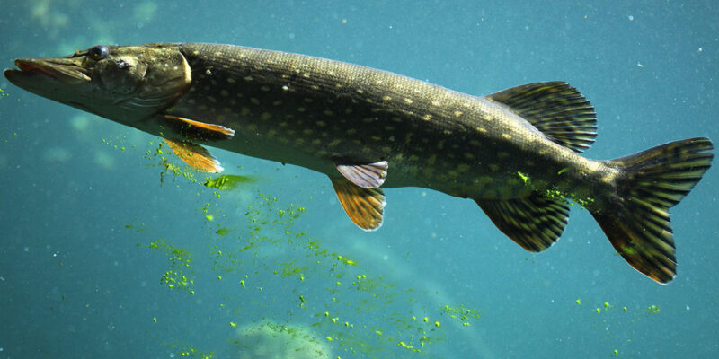 Northern Pike Fish