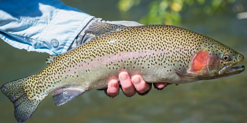Rainbow Trout