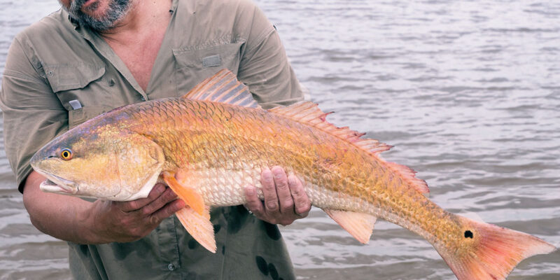 Freshwater Redfish