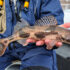 Northern Pike Fish