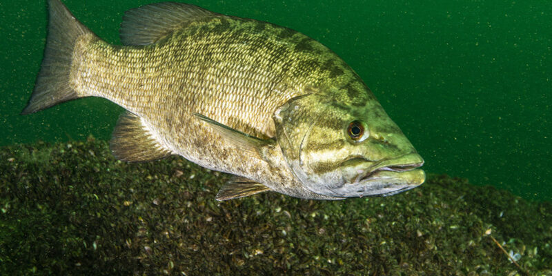 Smallmouth Bass