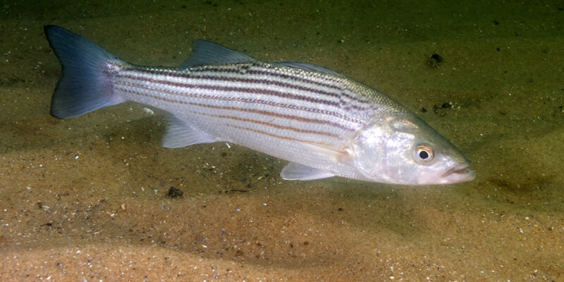 Striped Bass