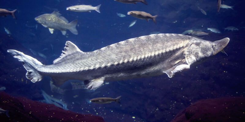 Sturgeon Fish