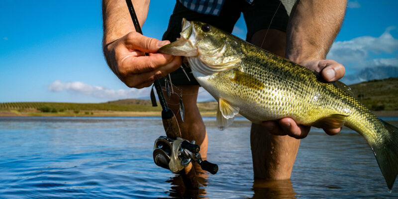 Summer Bass Fishing Tips & Techniques