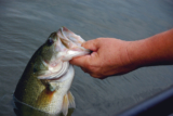 The Ultimate Guide to Fishing a Swim Jig for Bass: Tips, Tricks, and Techniques