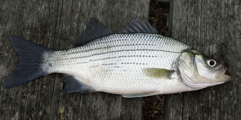 White Bass