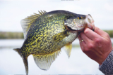The Ultimate Guide to Crappie Fishing: Tips, Tricks, and Secrets to Catch More Fish