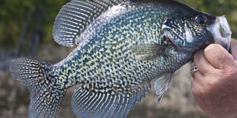 Crappie Fish