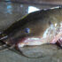 Blue Catfish