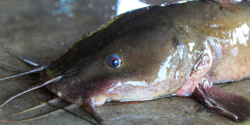 Flathead Catfish