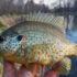 Crappie Fish