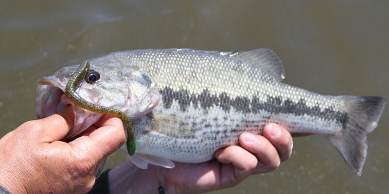 Spotted Bass