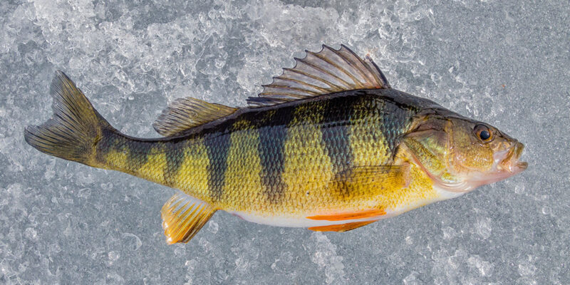 Yellow Perch